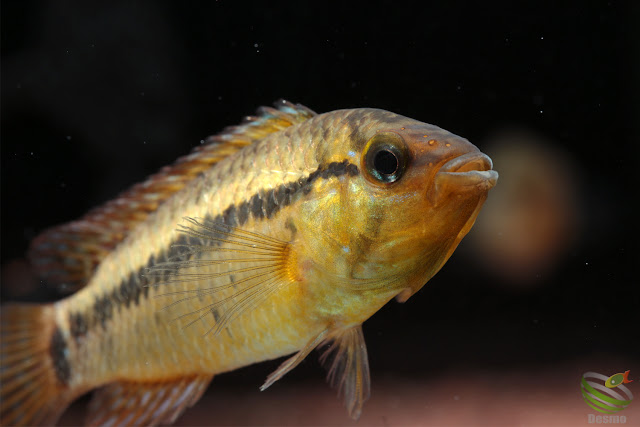 Apistogramma eleutheria / Rio Treze de Maio