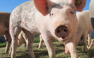 सुअर पालन की जानकारी ▷ some facts about pig in hindi सुअर पालन की जानकारी ▷ some facts about pig in hindi