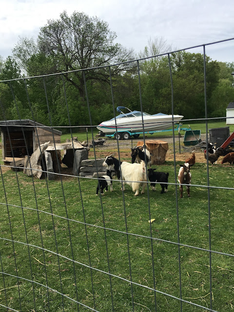 Schimpf Farms - goats