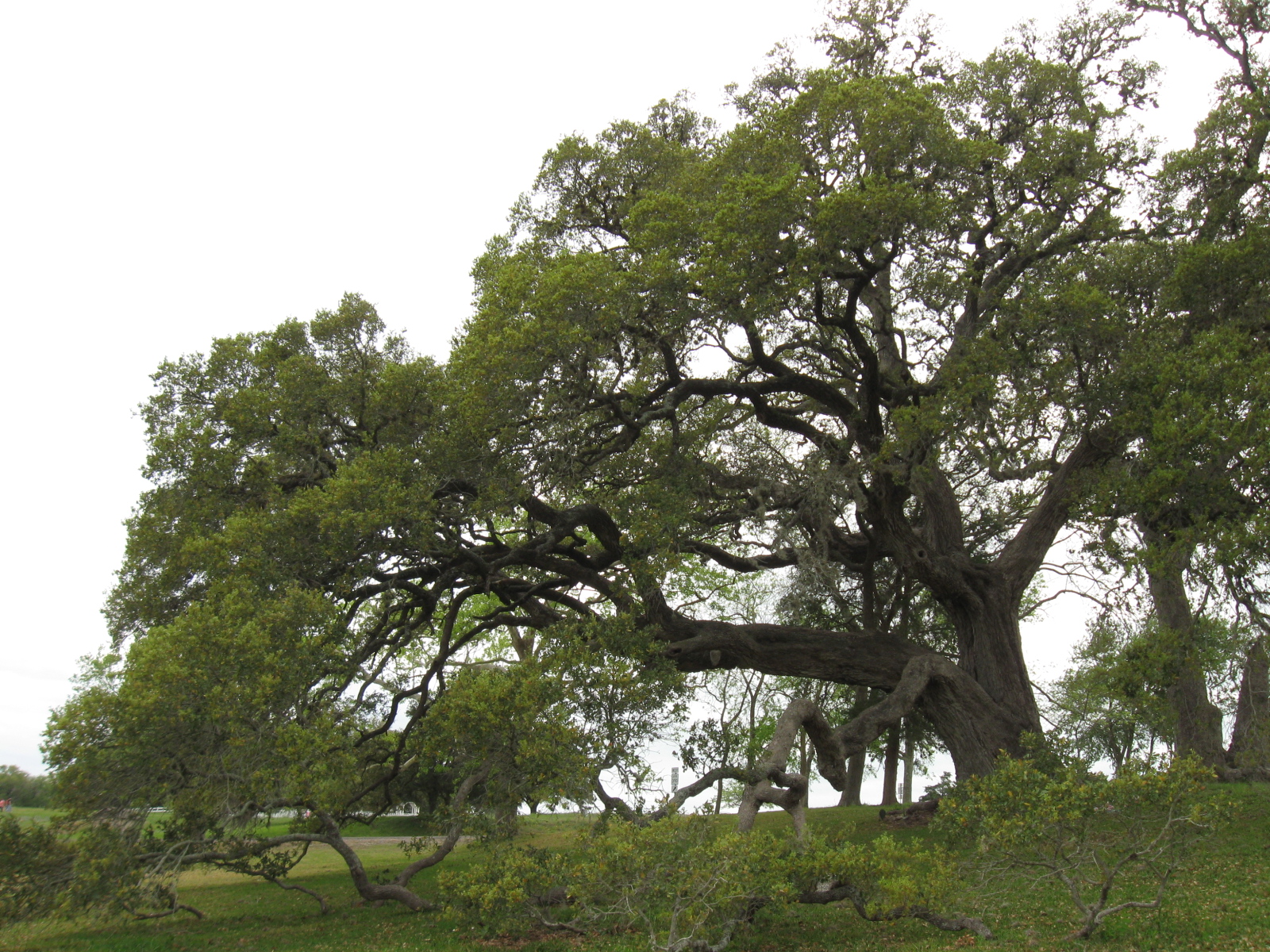 Remarkable Trees of Texas THE MASSIVE OAK AT OLD BAYLOR PARK NEAR BRENHAM