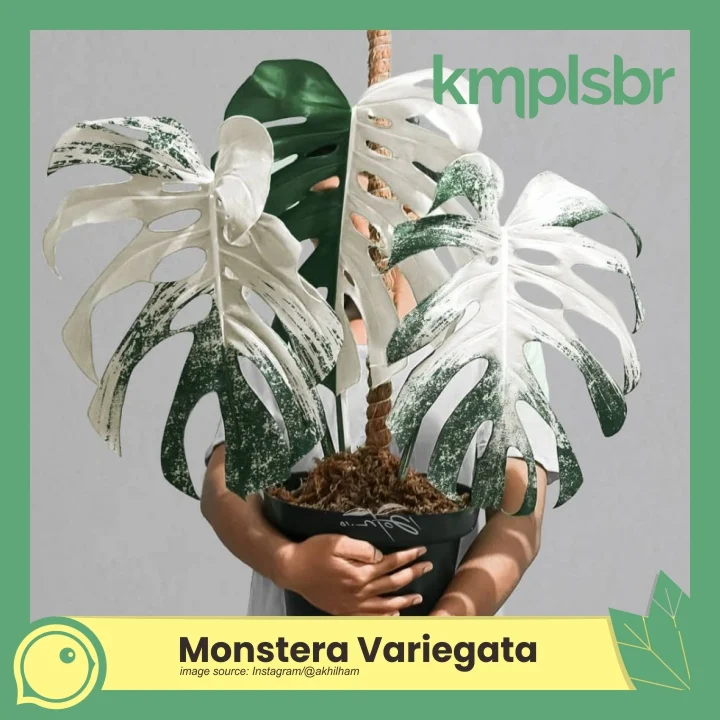 tanaman hias Monstera variegata yang mahal