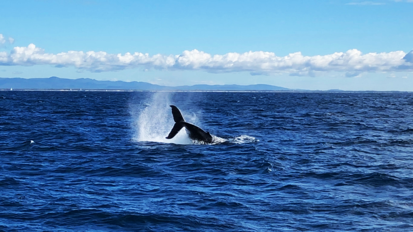 Whale watching, Gold Coast 