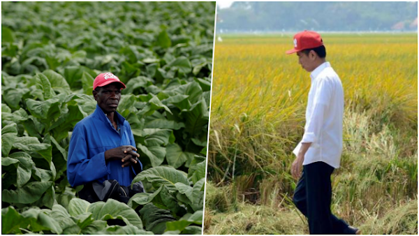 Indeks Pangan Indonesia Lebih Buruk dari Zimbabwe, Tengku: Ironis, NKRI Negara Agraris
