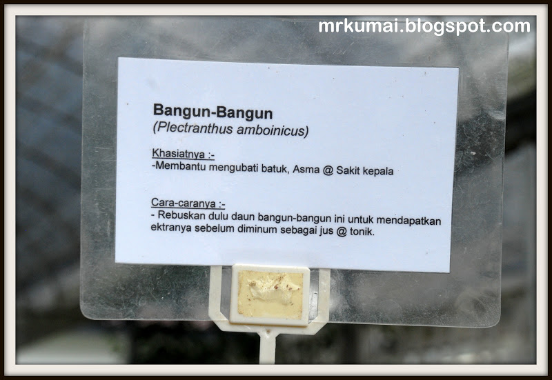 Mrkumai.blogspot.com: Info Tani: Pokok Herba Bangun-Bangun