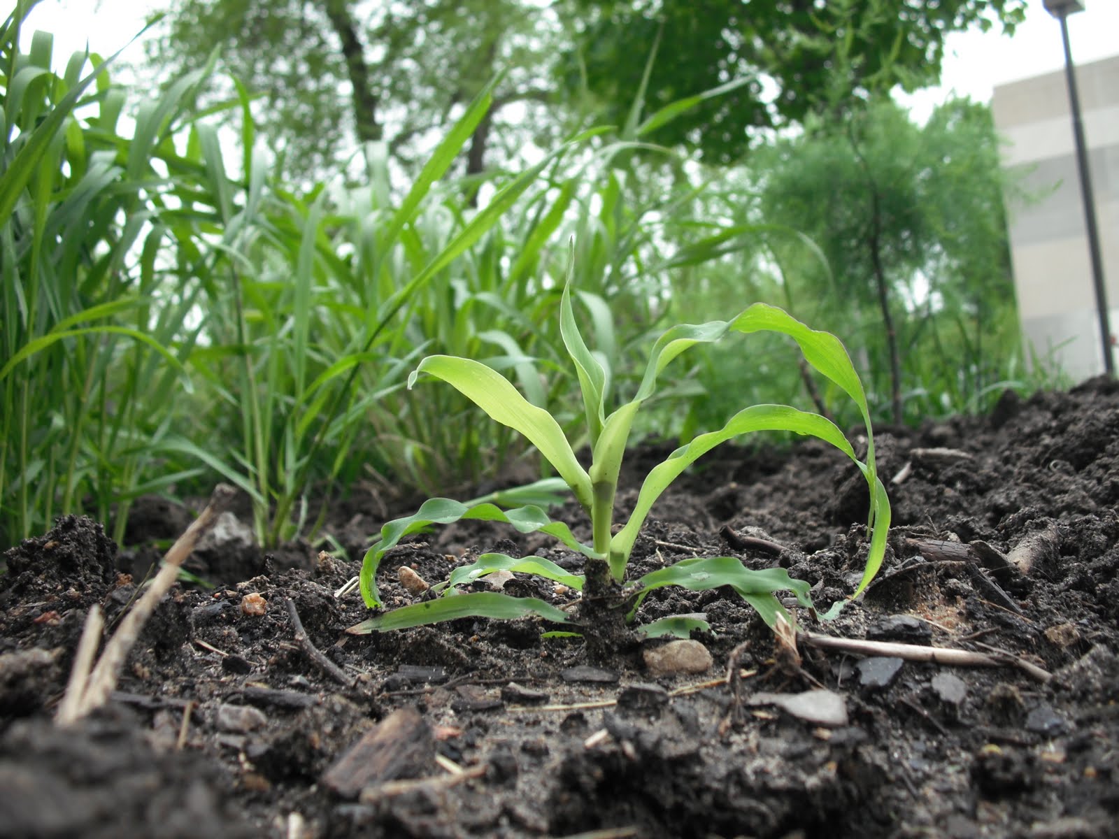 The Perennial Agriculturalist teosinte