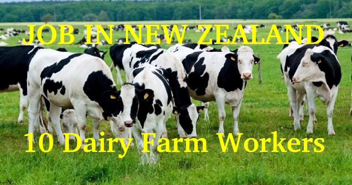 New Zealand Hiring10 Dairy Farm Workers PINOY REFRESHER