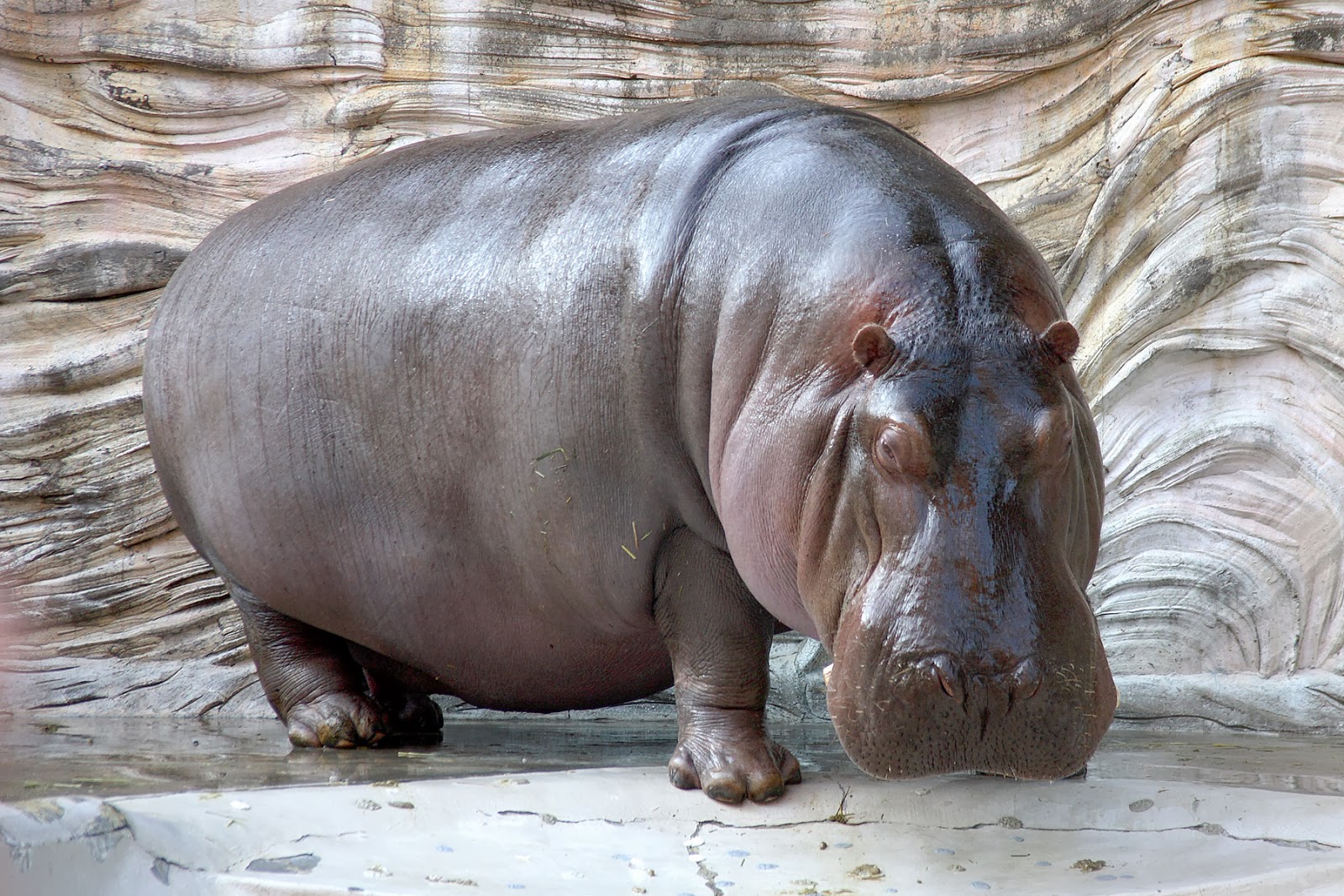 Hippopotamus Facts | Interesting Information & Latest Pictures