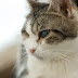 Πώς δημιουργείται η επιπεφυκίτιδα στην γάτα;