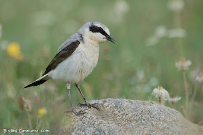 Còlit gris (Oenanthe oenanthe)