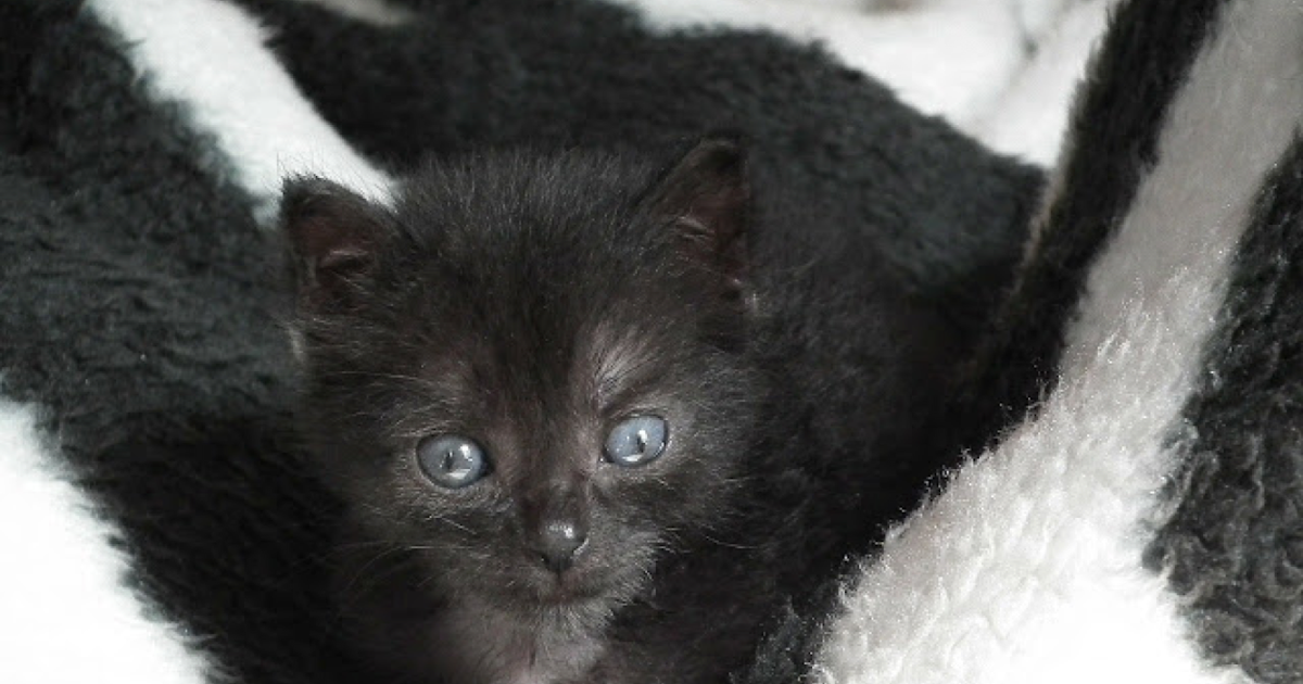 D'où viennent les superstitions du chat noir ? - Comme On Est