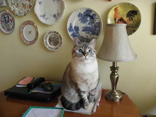 Our little girl who blessed us 17 years and one month.