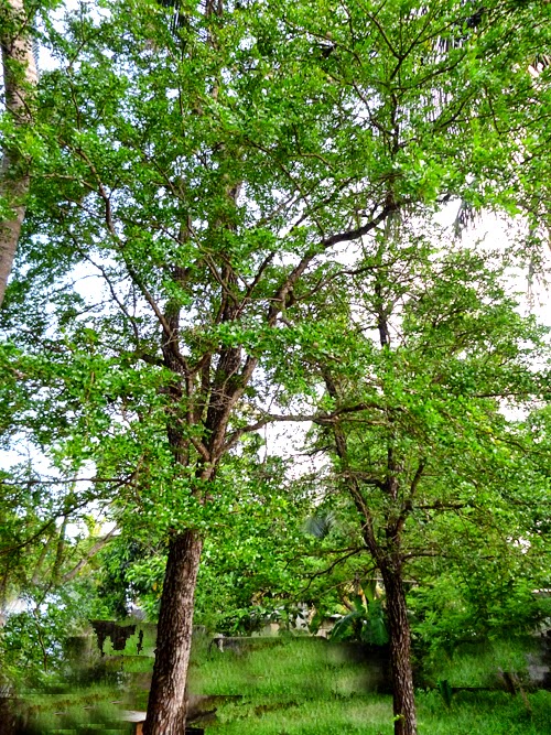 Wood AppleLimonia acidissimaDivul SL Flora