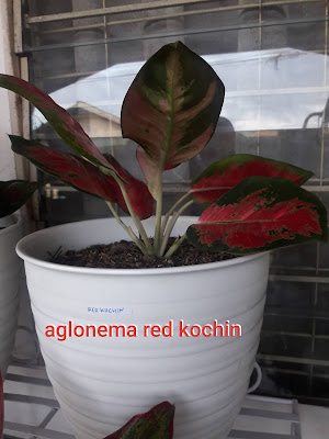 aglonema red kochin