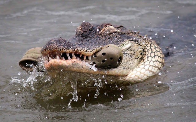An alligator chews on a Croc shoe, alligator picture, crocodile picture