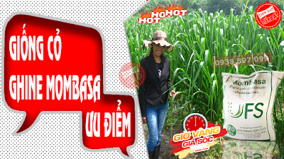 Những ưu điểm nỗi trội của giống cỏ ghine mombasa Những ưu điểm nỗi trội của giống cỏ ghine mombasa