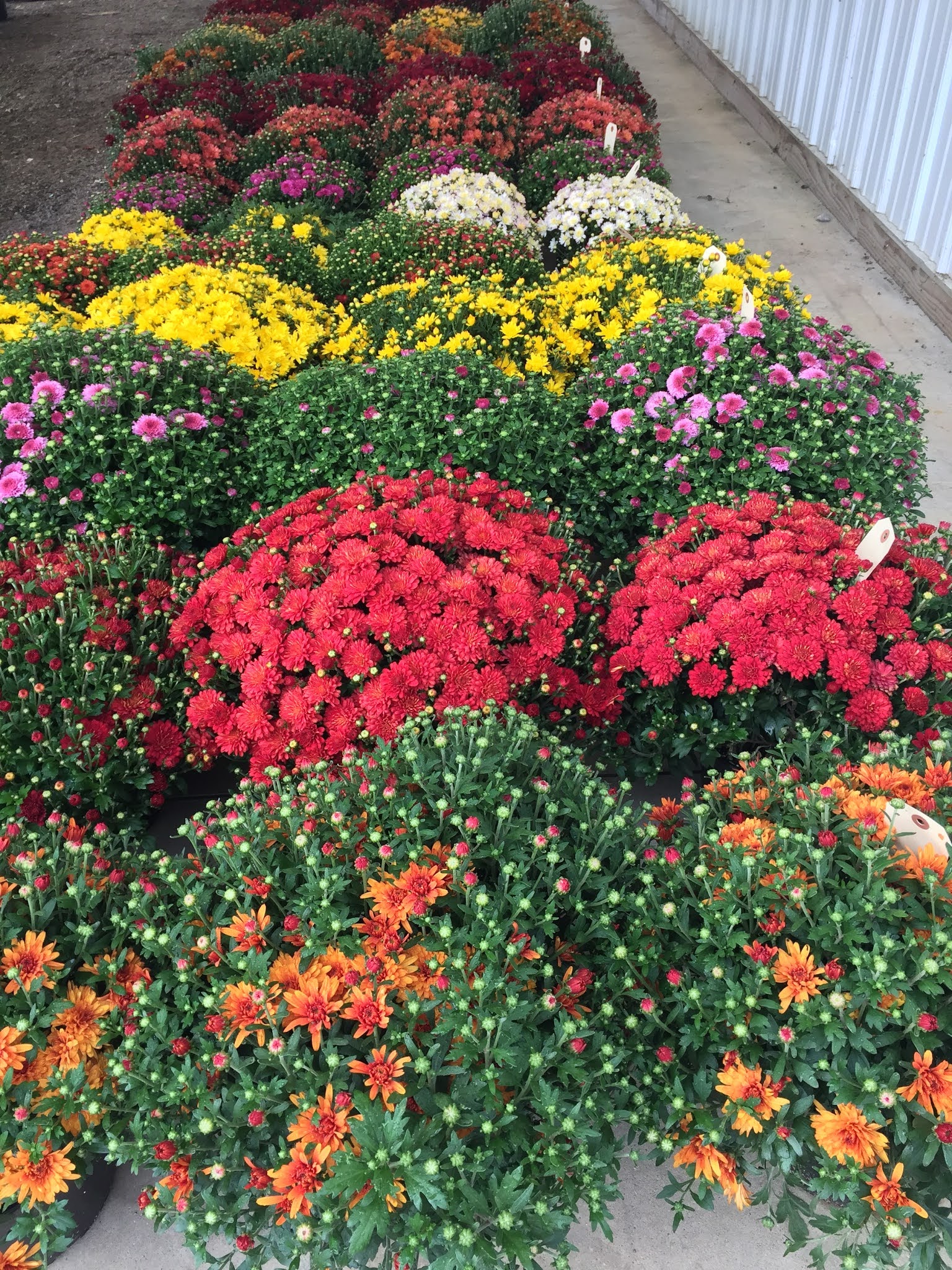 Owl Creek Produce Auction 09/18/20