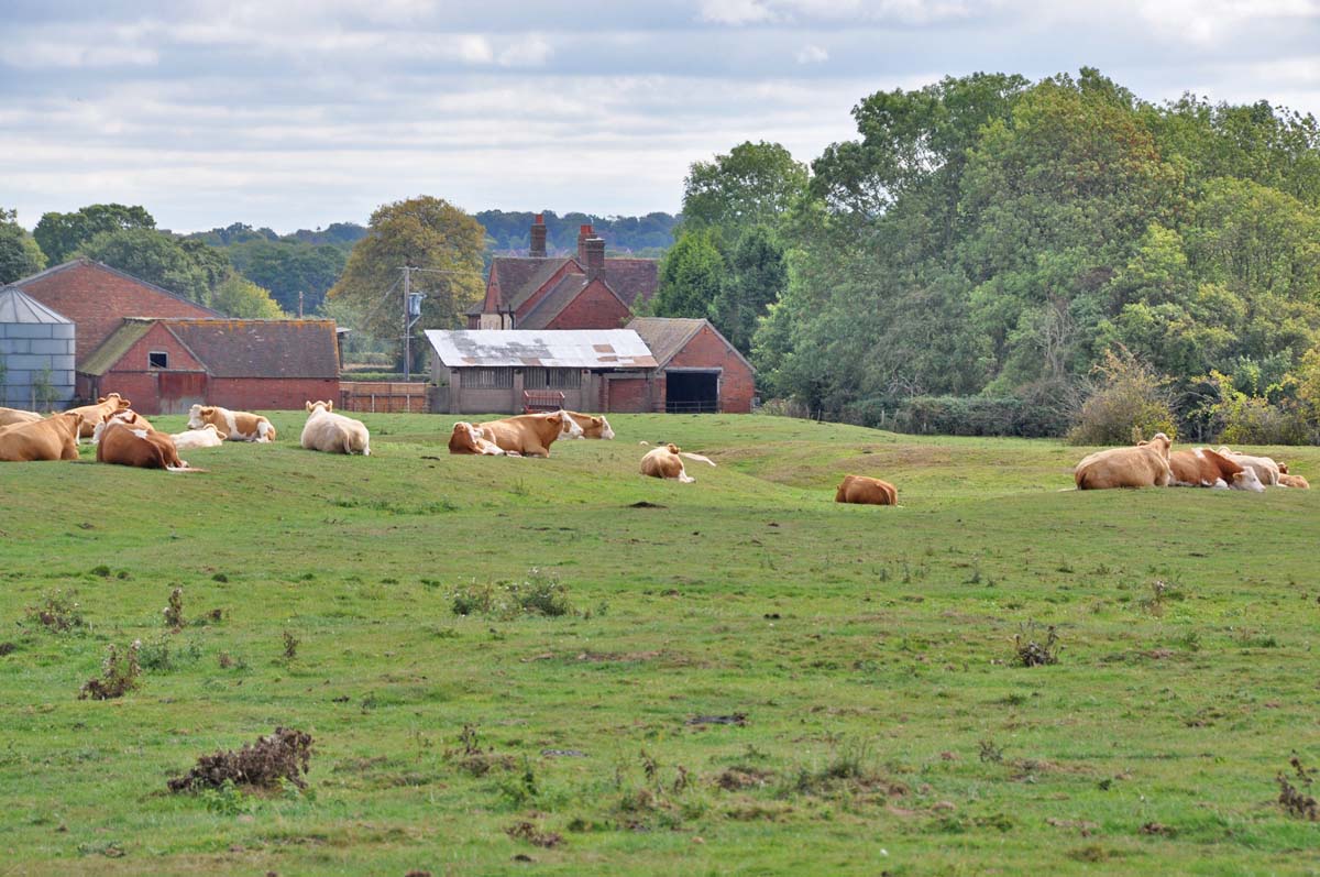 interracial dating south carolina