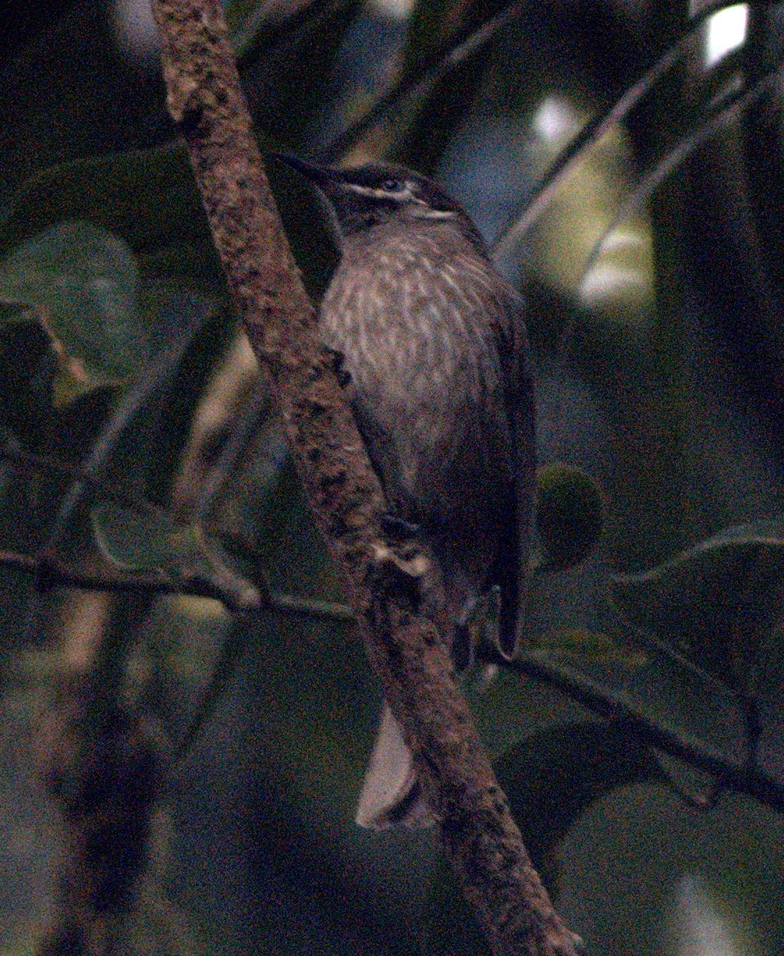sunshinecoastbirds Queensland Road Trip 15 Eungella & Mackay