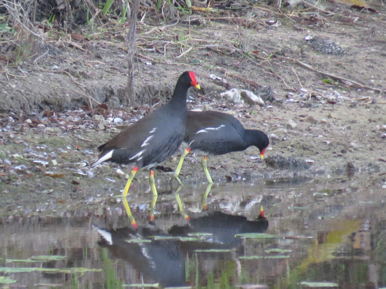 Bird & Travel Photos, Birding Sites, Bird Information COMMON GALLINULE