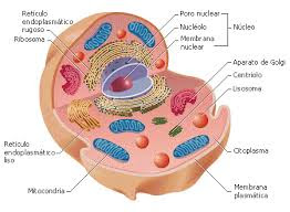 celulas eucariente