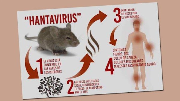 Yang Perlu Diketahui soal Virus Hanta di Tengah Pandemi Corona