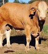 Simbrah Cattle Advantages, Disadvantages, Facts, Origin