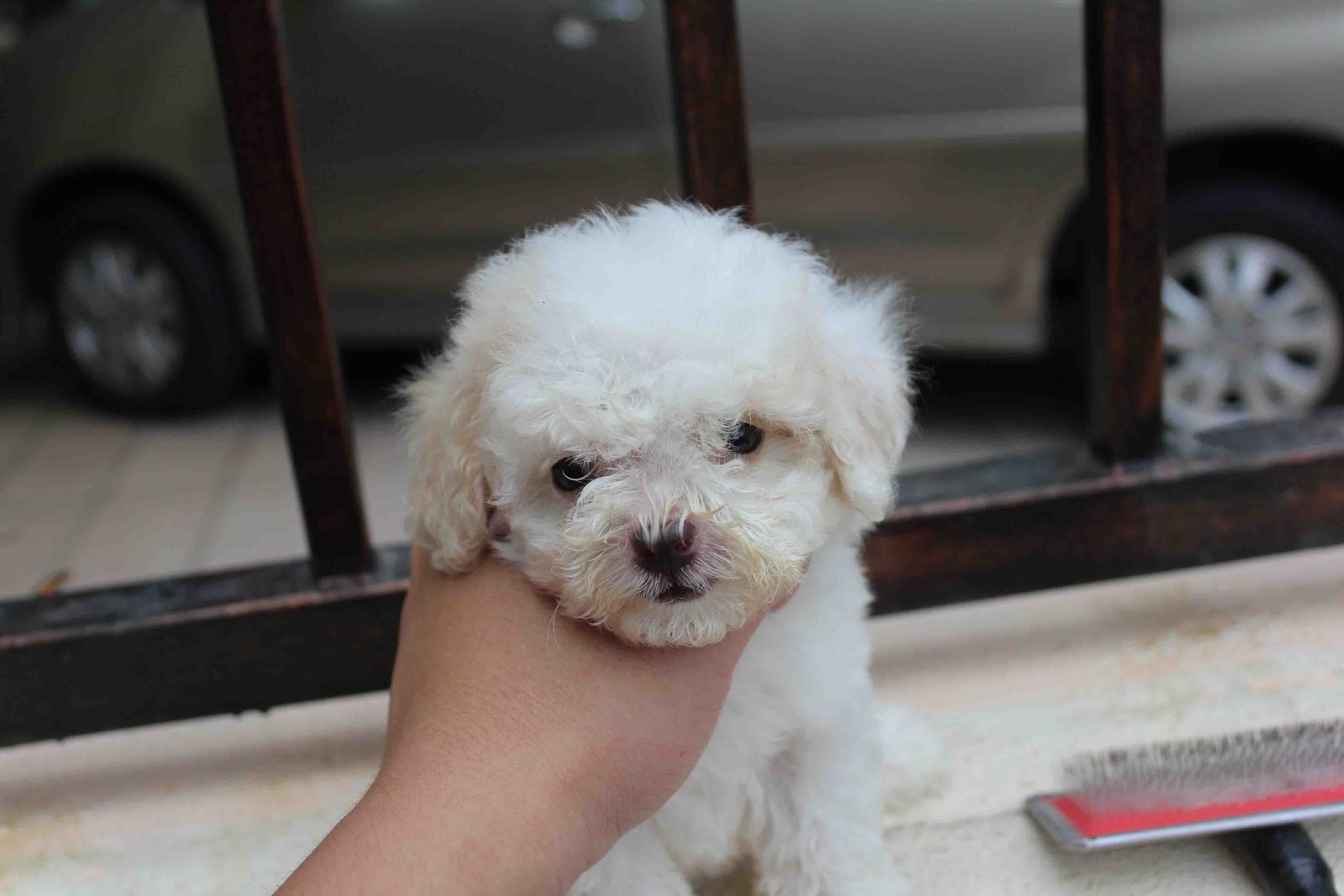 LovelyPuppy 20121205 White Toy Poodle Puppy