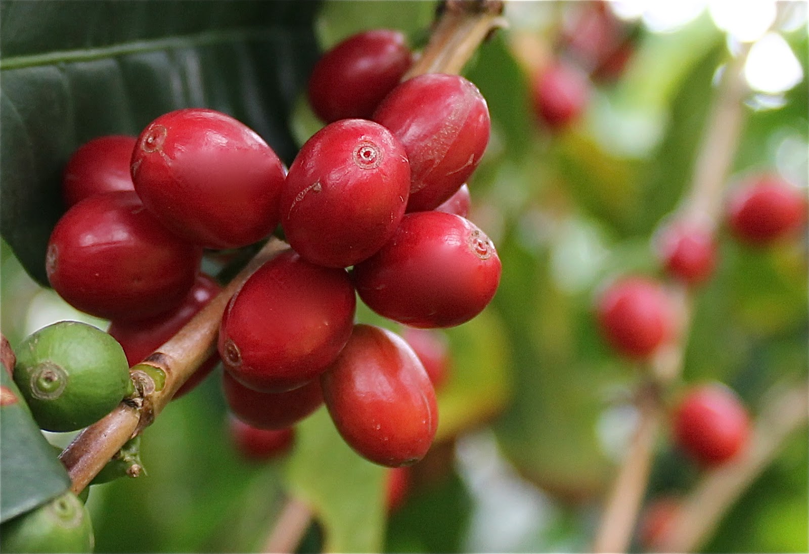 Ka'u Coffee Festival About Ka'u Coffee