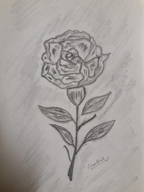 HOW TO DRAW A ROSE STEP-BY-STEP GUIDE FOR BEGINNERS