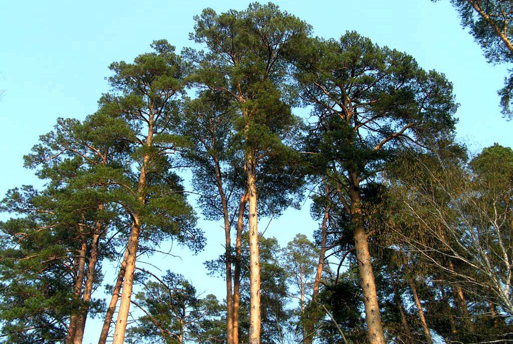 заповедник корабельные сосны николина гора. 011-se-005. сосны 6. сосна 6. сосна обыкновенная габитус.