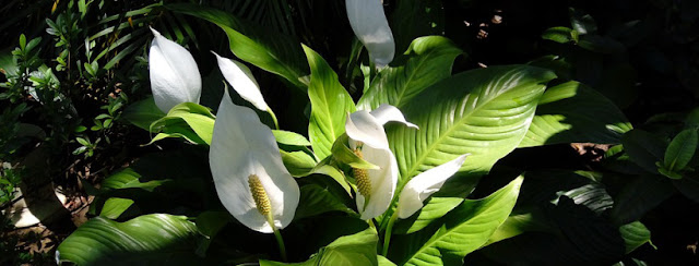 Lirios de la paz blancos