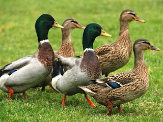 ducks-facts_2045_1_1518569271