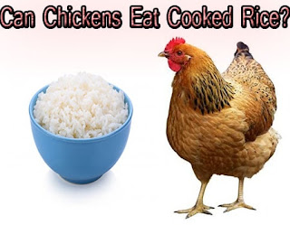 Can Chickens Eat Cooked Rice