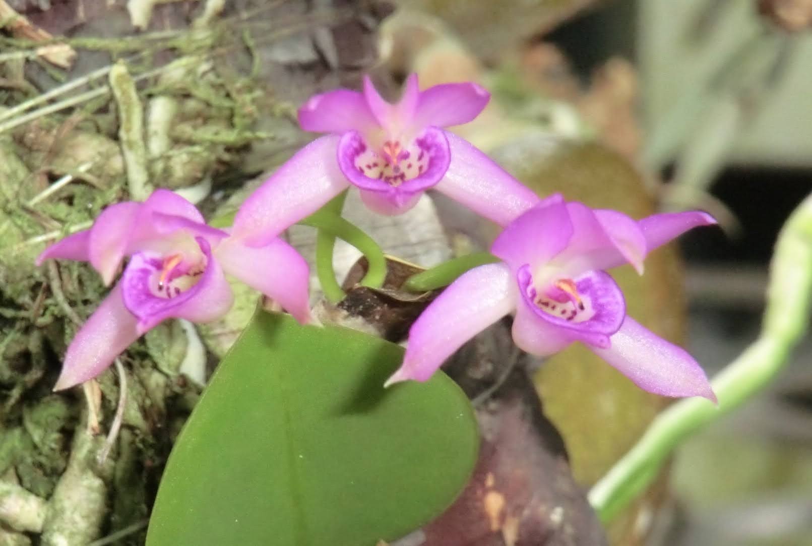 Meiracyllium trinasutum