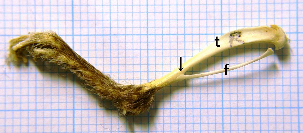 故有事: 脛骨と腓骨③ Tibia and fibula of Mouse