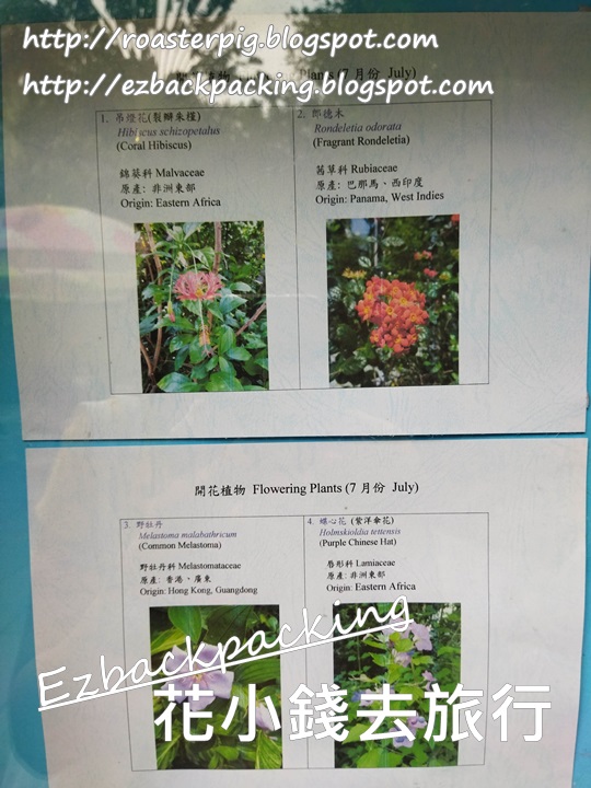 香港動植物公園7月花