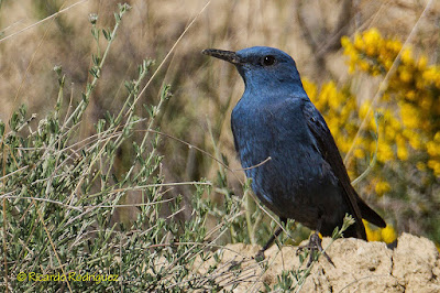 Merla blava (Monticola solitarius)