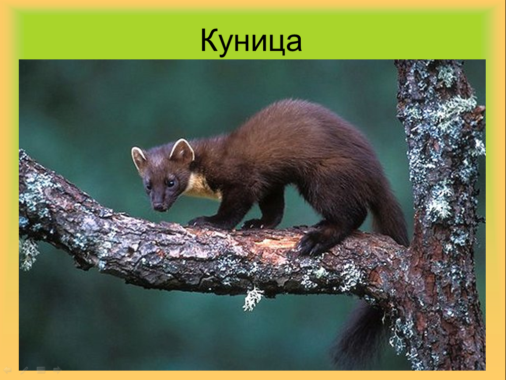 где обитает куница. животные крыма куница каменная. животные красной книги куница. куница краткое описание. лесная куница.