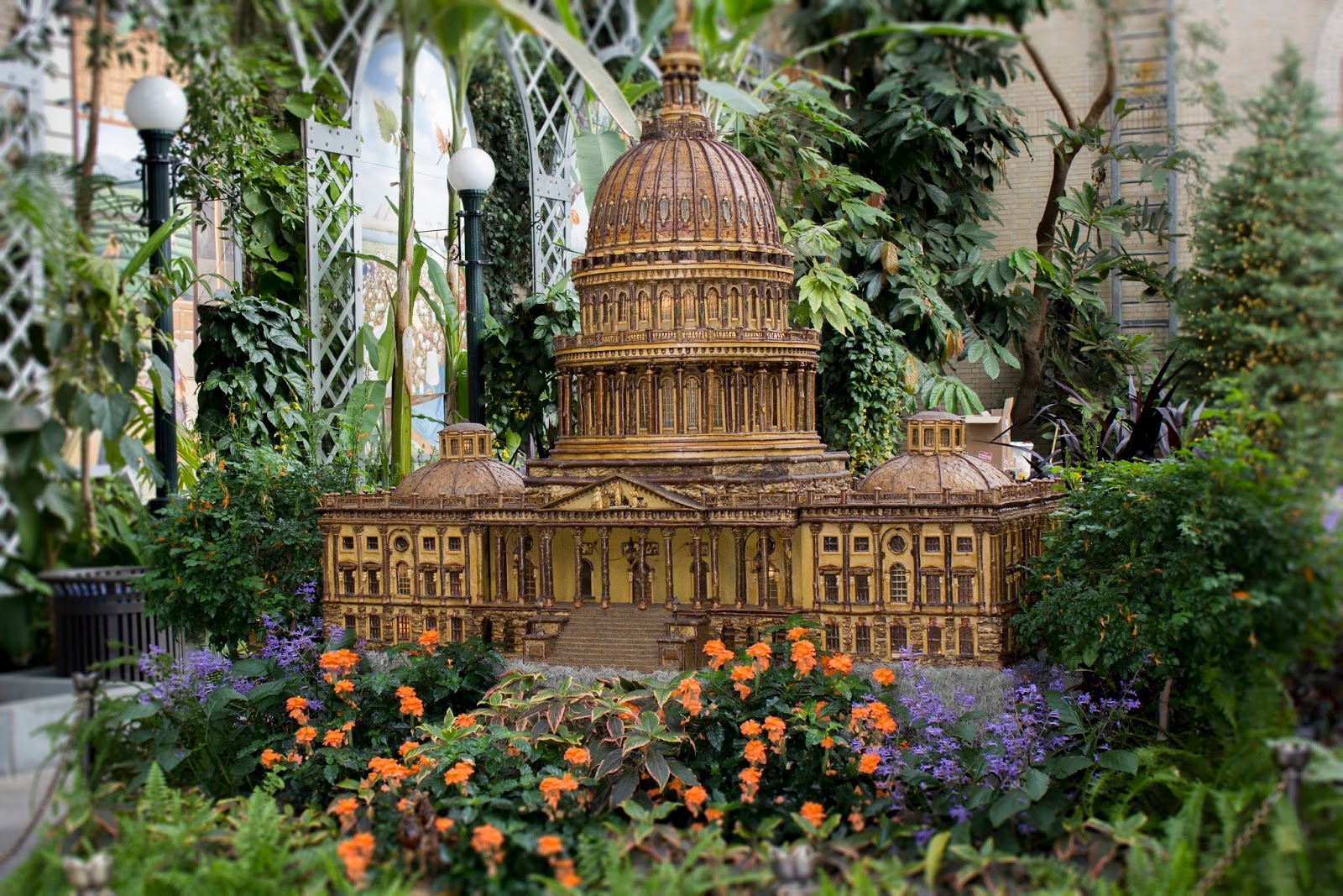 Maria's Orchids Orchids of the DC Botanic Garden