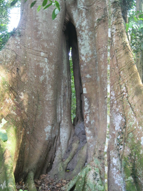 Big tree of Phukhieo Wildlife Sanctuary