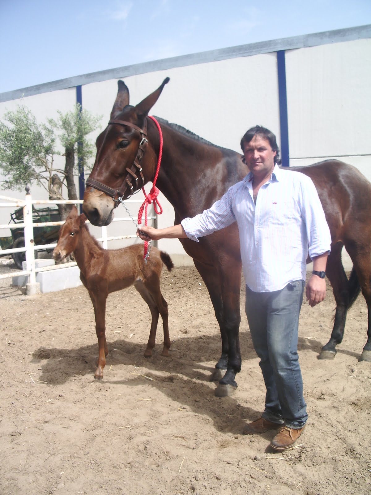 VIÉNDOLAS VENIR El milagroso parto de