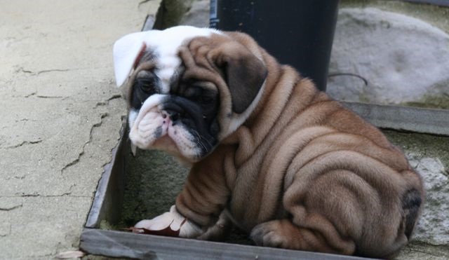 Available Puppies Akc English Bulldog Puppies For Sale