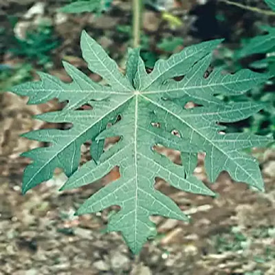 papaya-leaf-juice-effects