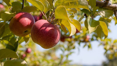 Red apples, fruits, twig, ripe, harvest