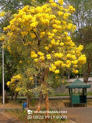 pohon tabebuya