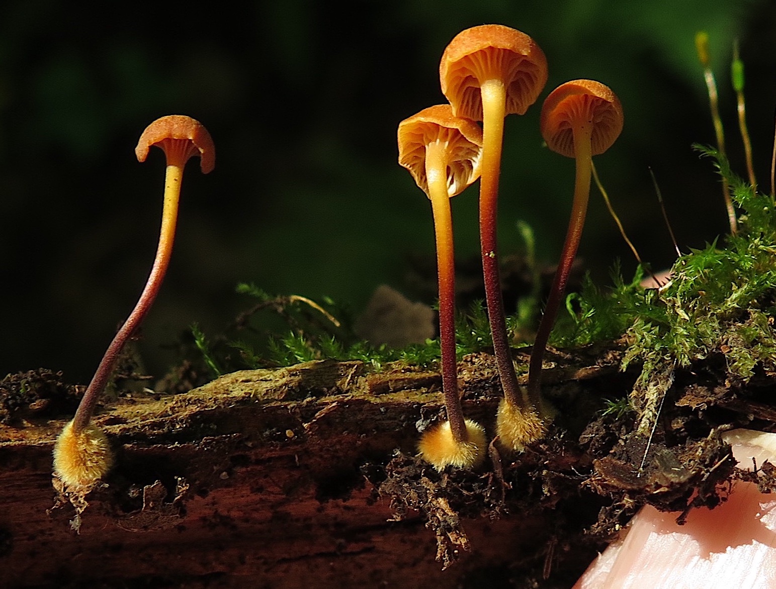 Saratoga woods and waterways Finally Found A Fungus's Fuzzy Feet!