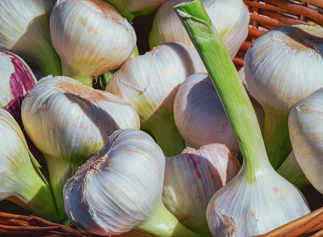 Menanam Bawang Putih dengan Pot