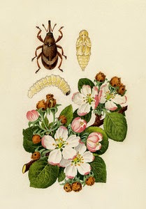 Яблонный цветоед (Anthonomus pomorum)