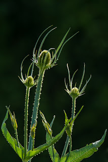 Naturfotografie Blumenfotografie Lippeaue Wildbume Wilde Karde