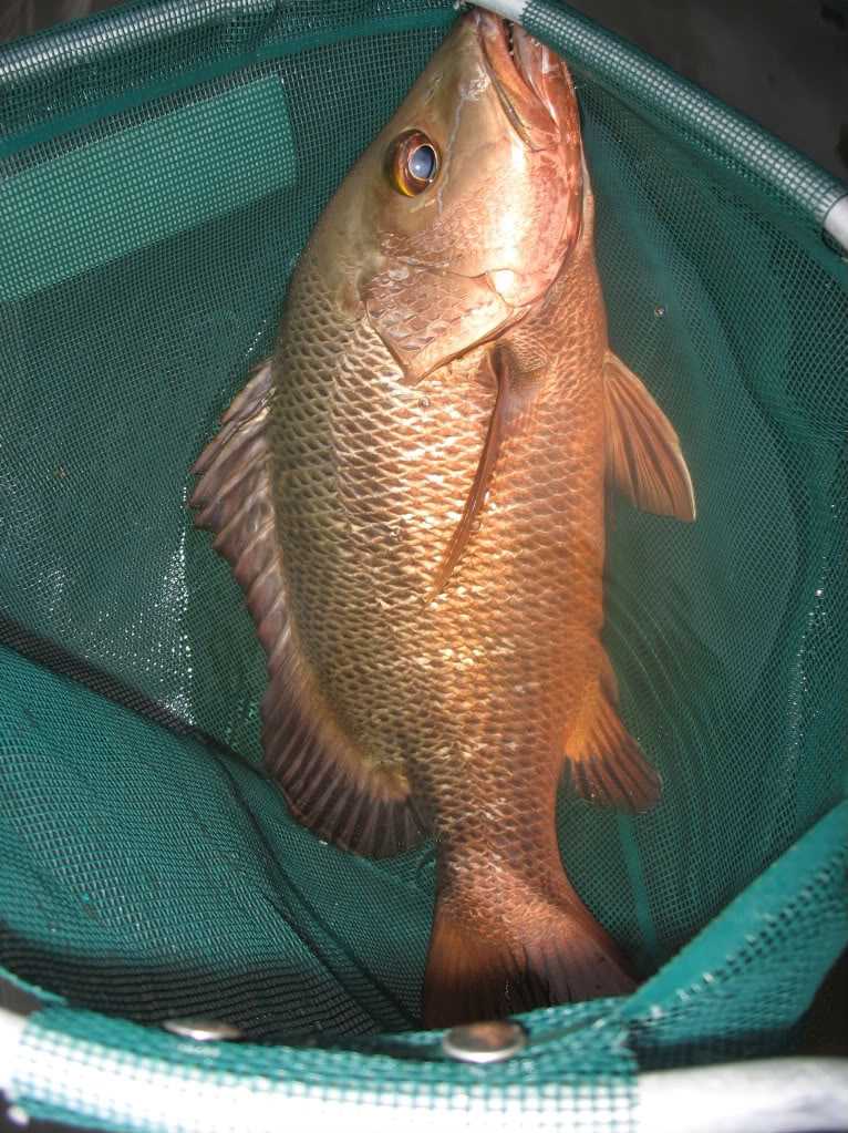 JOE'S AQUAWORLD FOR EXOTIC FISHES MUMBAI INDIA 9833898901 mangrove